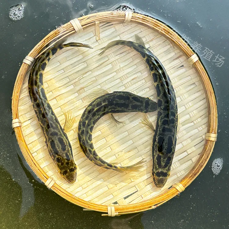贵州 黑鱼乌鱼乌棒冷水鱼淡水鱼 基地直发 包邮