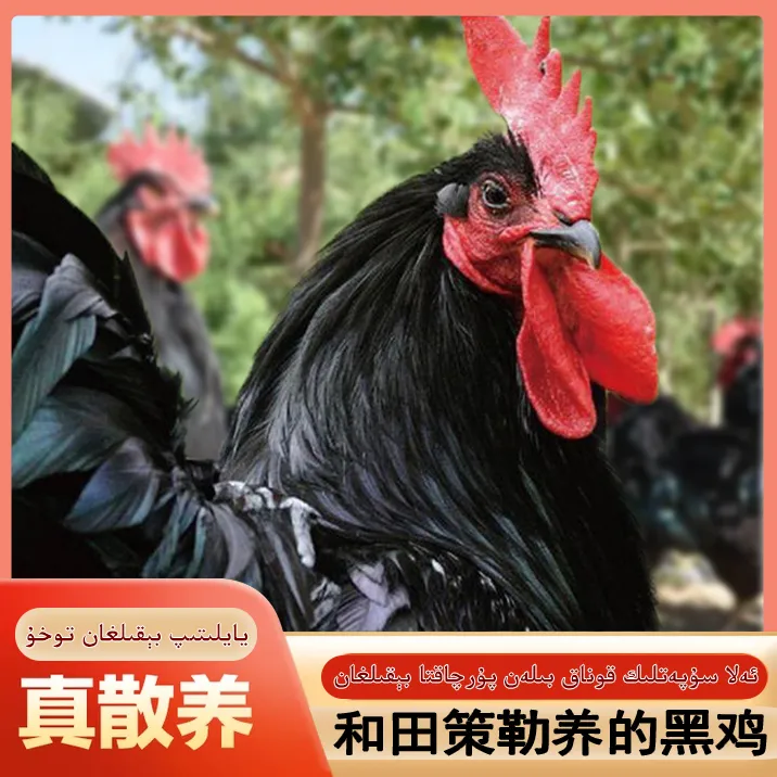 新疆土鸡150天以上养的 干净养鸡肉质宰杀Yarlik Tohu