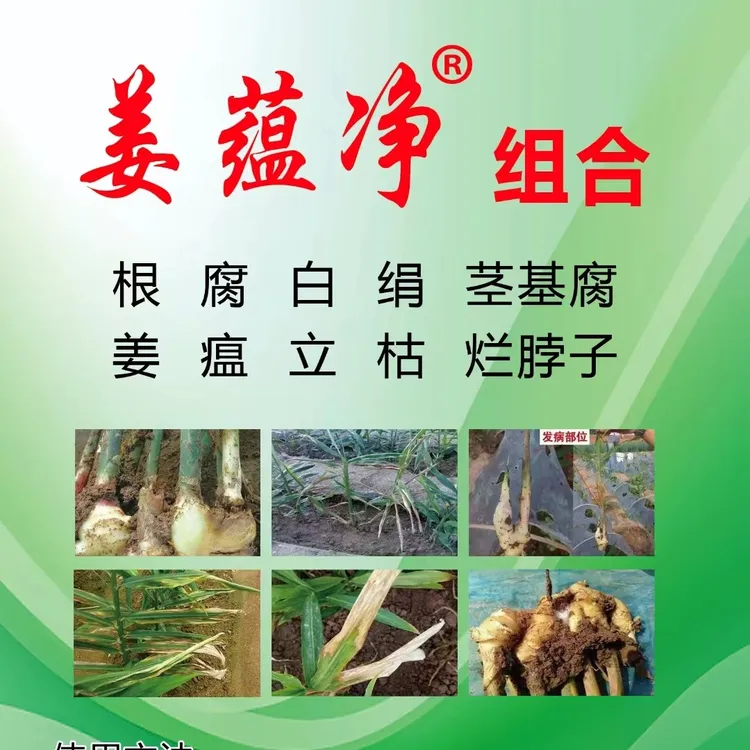 姜藴净组合，根腐，茎基腐，白绢，姜瘟，立枯