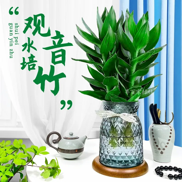 【宠新浮力】水培观音竹富贵竹室内客厅绿植花卉盆栽水养清新植物