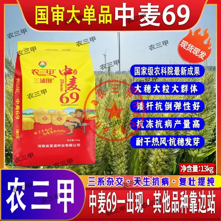 中麦69国审矮杆大穗超抗倒伏（理想）挑战高产1900耐旱新品种产量