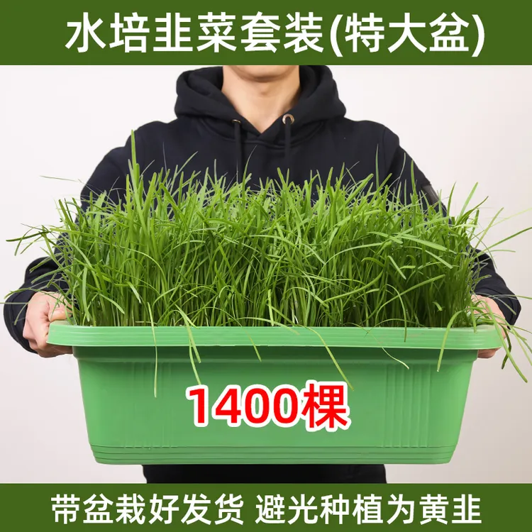 韭菜盆景套装绿植盆栽阳台小院