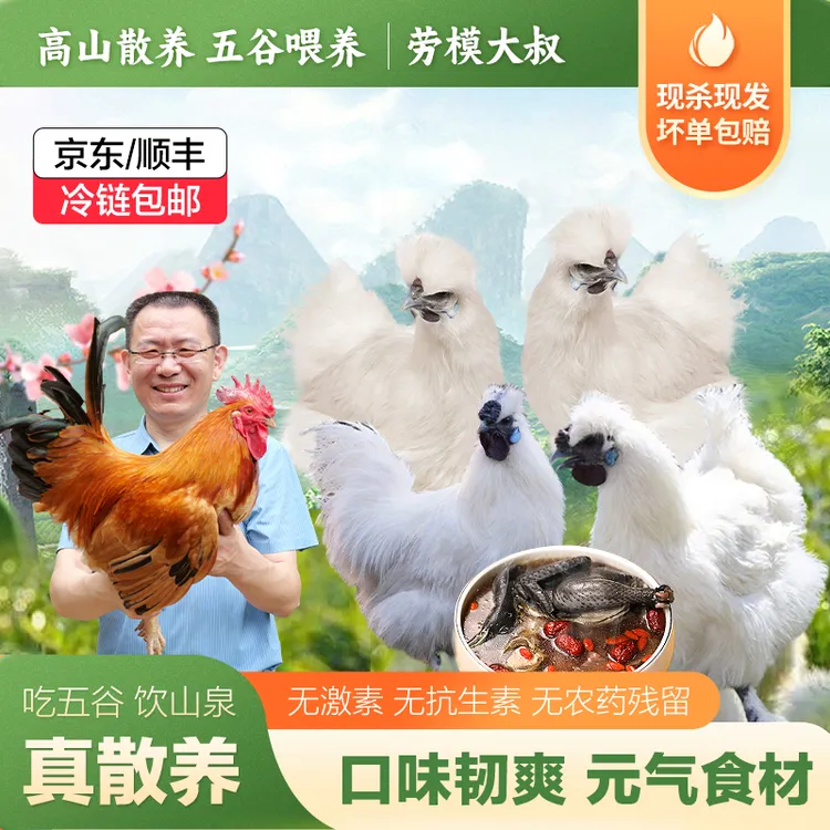 【买2赠1】【春种季】【白凤乌鸡】劳模大叔散养竹丝鸡单只净重550-900g