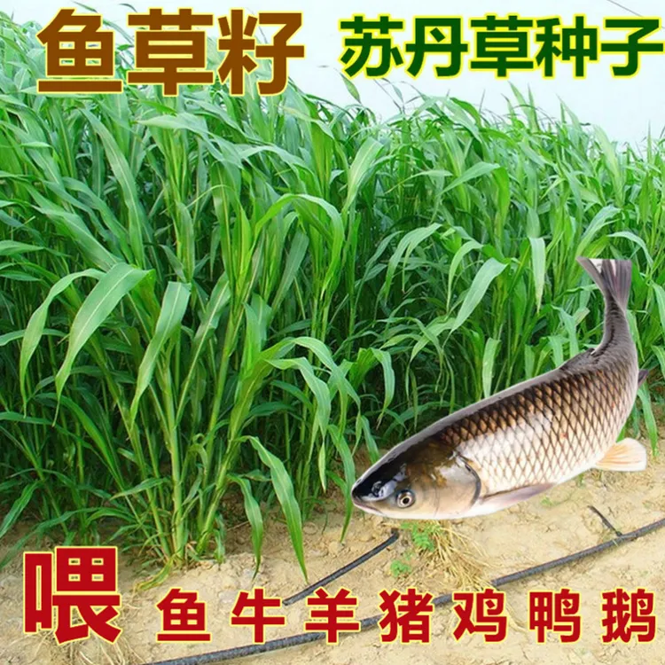 苏丹草牧草种子养殖鱼草籽可多次收割喂牛羊马猪鸡鸭鱼鹅的草种子
