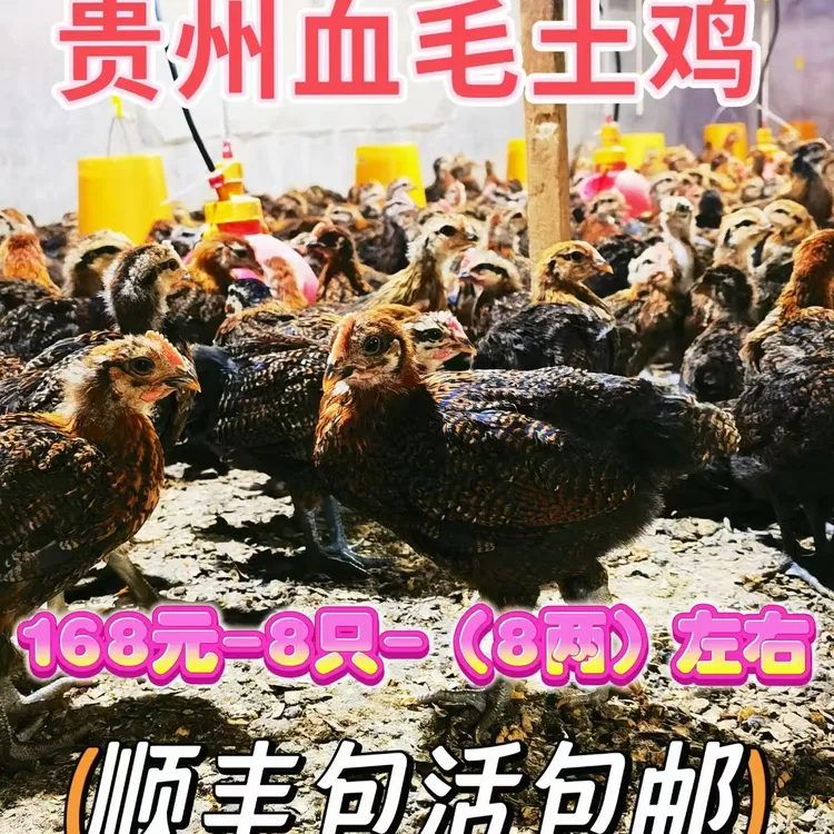 贵州血毛土鸡脱温鸡小土鸡