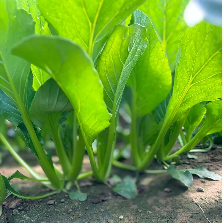 小白菜种孑青菜种籽子小油菜白菜籽种秋冬四季种菜蔬菜阳台盆栽