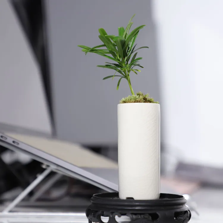 罗汉松指尖微型盆栽办公室桌面拇指盆景超迷你绿植净化空气好养