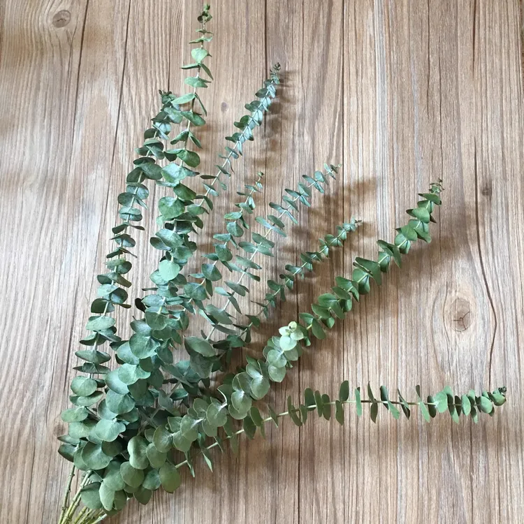 天然尤加利叶优质永生干花真叶子北欧风家居装饰森系搭配拍照道具