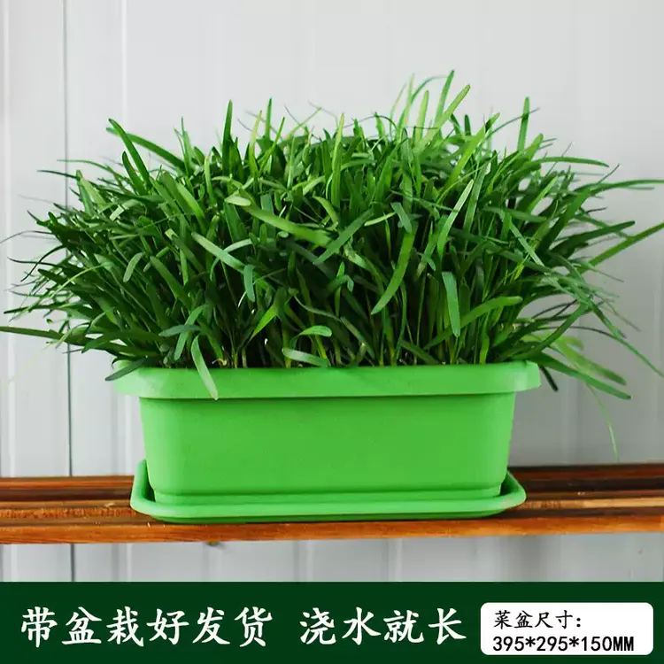 水培韭菜盆景【未发芽当年韭菜新根】无需土壤种植室内四季阳台种植