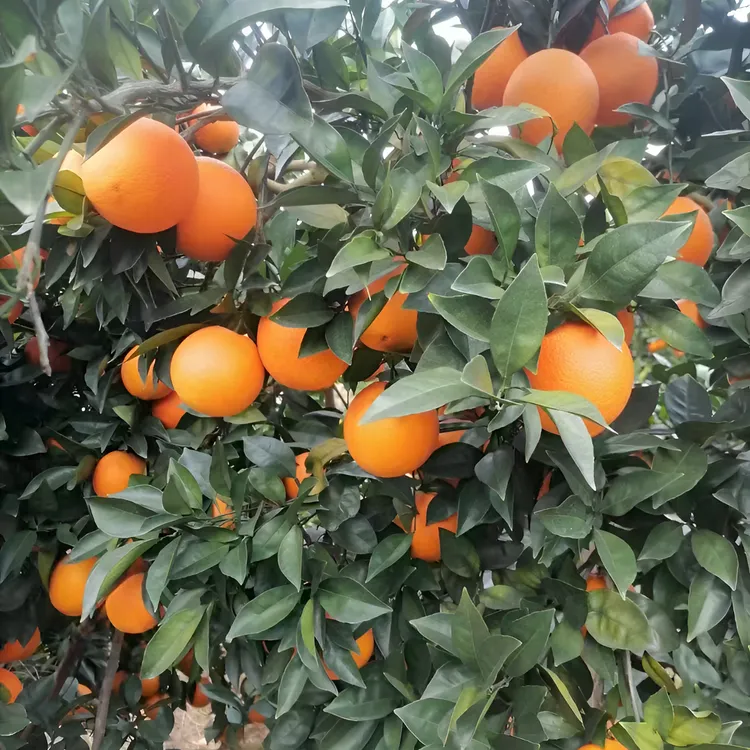 江西正宗赣南脐橙，自家果园种植，精品好果20斤（坏果包赔）
