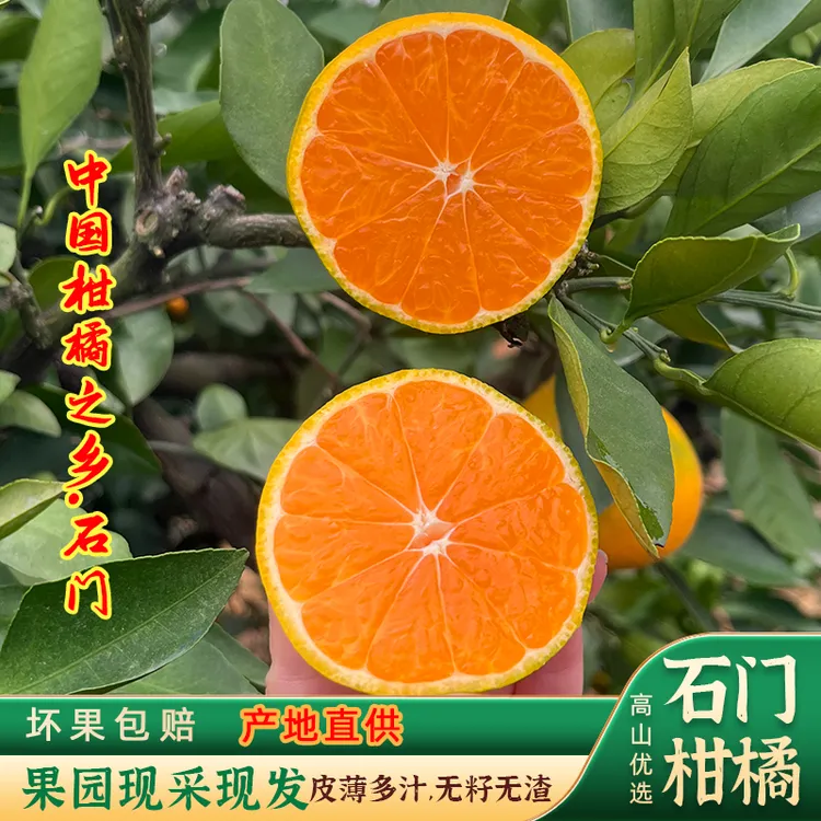 【2025石门柑橘产销季】当季蜜桔新鲜现摘现发柑桔蜜橘秀坪早熟桔子