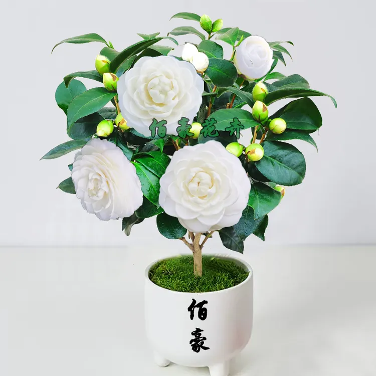 佰豪东方亮正宗山茶花水晶白茶花室内白山茶花盆栽白色盆栽山茶花