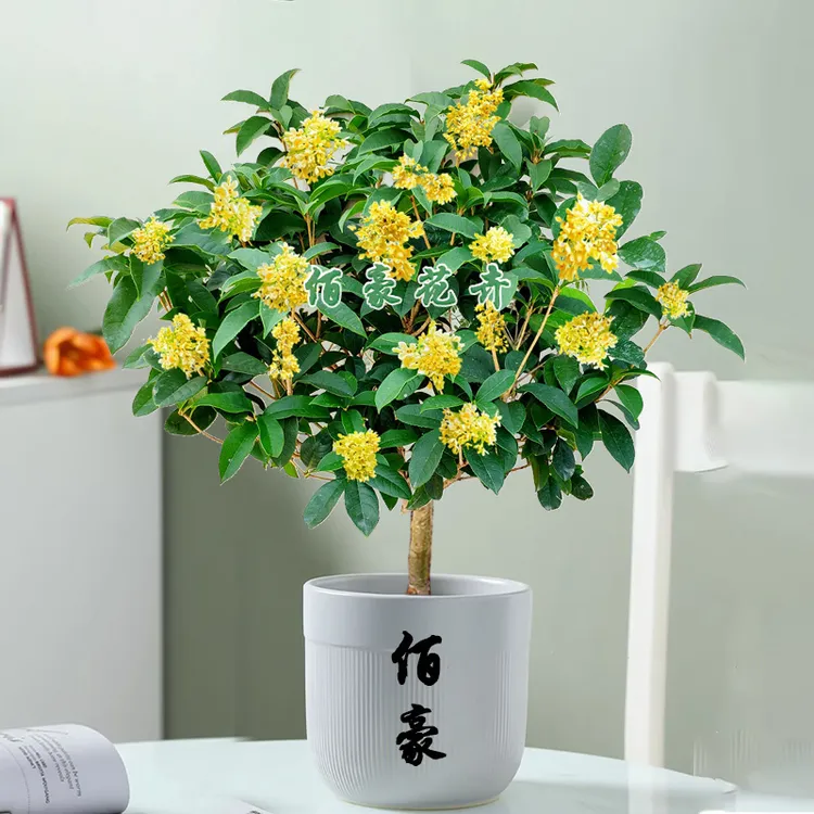 佰豪四季桂花盆栽浓香型绿植月月桂花期长室内阳台桂花树桂花盆栽