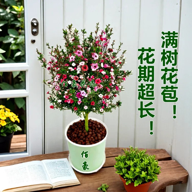 佰豪松红梅盆栽带花苞四季长青阳台花卉多色好养室内花期超长精选