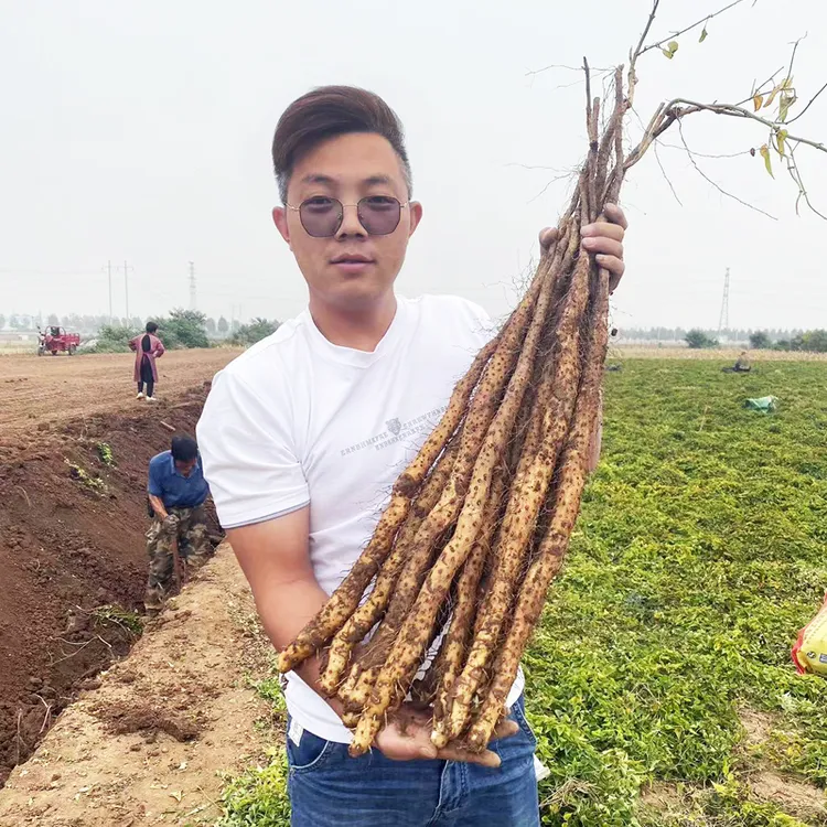 2025新鲜采挖正宗河南焦作温县垆土地铁棍淮怀山药软糯粉干面香甜