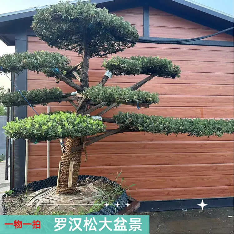 罗汉松大盆景盆栽植物庭院景观树高端耐寒造型松树/一物一拍