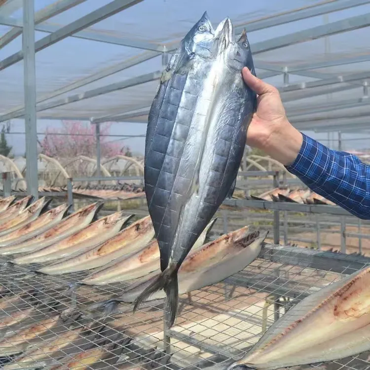 一卤鲜鲅鱼干 自然晾晒风干淡盐不咸