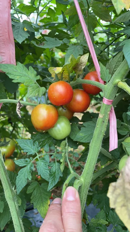 湘西山区小西红柿（洋辣子）(浆果辣)