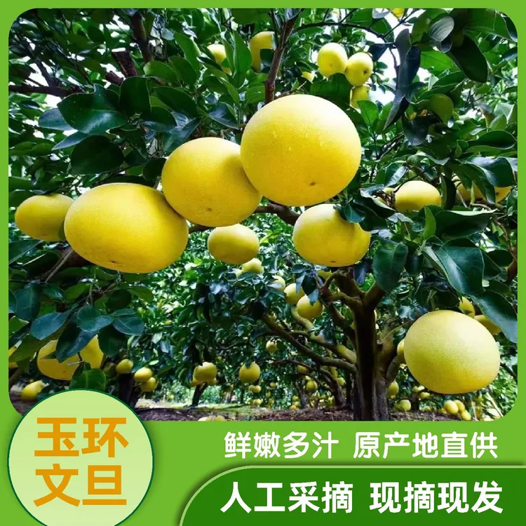 团购装【玉环文旦柚】浙江玉环产地香甜多汁柚子10斤起时令新鲜水果