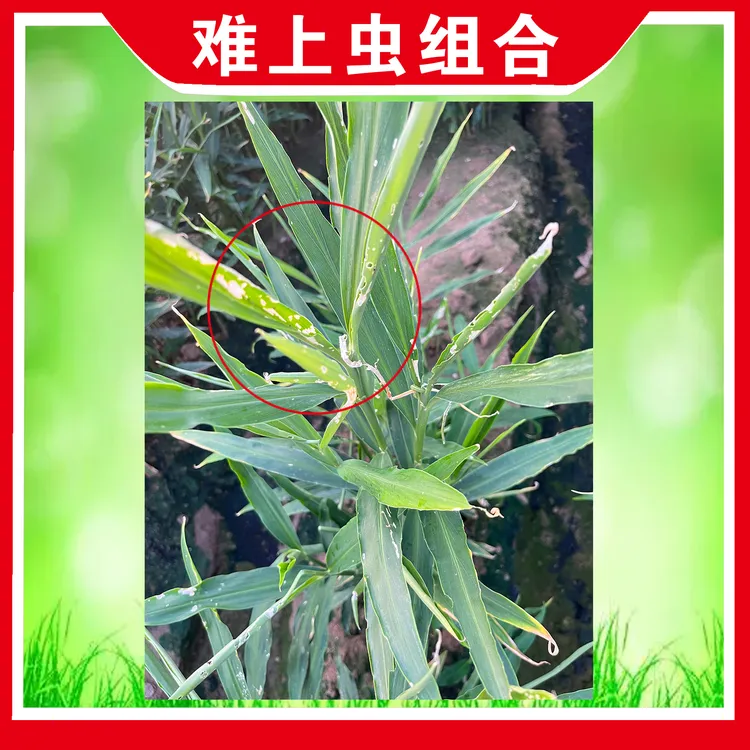 难上虫套餐组合解决大姜青虫
