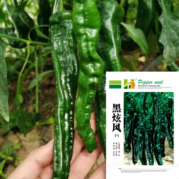  黑旋风辣椒种子大棚基地种植连续坐果辣椒种子