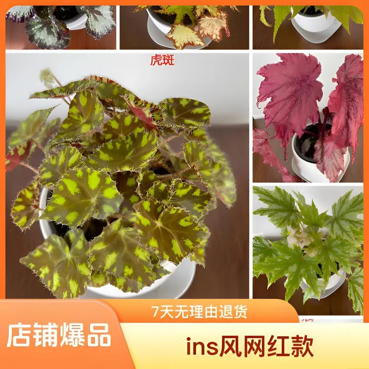 【蟆叶类 】秋海棠 ins风网红款室内花卉