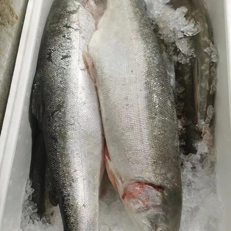 新疆三文鱼整条3-7斤开片去刺国产三文鱼刺身冰鲜优质营养虹鳟鱼