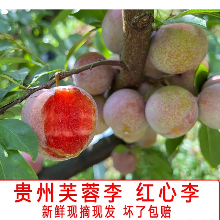 贵州高山芙蓉李红心李三华李新鲜水果3斤5斤10斤现摘现发包邮血李