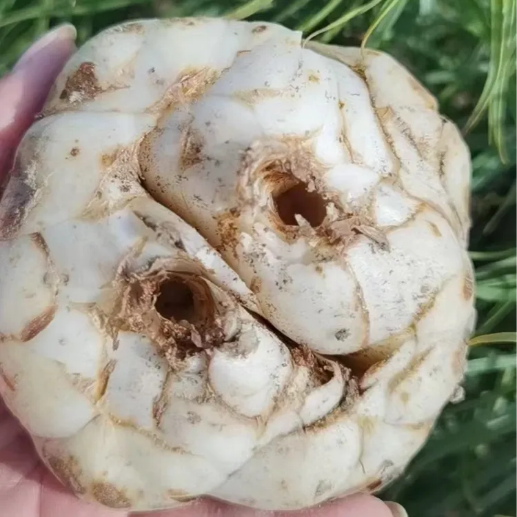 锦工兰坊兰州九年生长鲜百合精品包邮产地直供