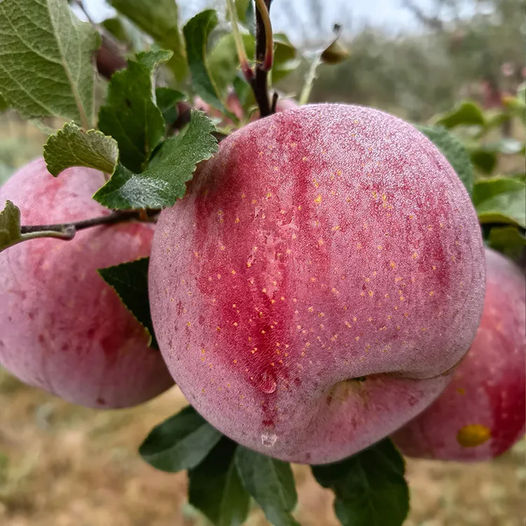 甘肃新鲜苹果冰糖心正宗高原苹果清甜细腻霜降新鲜爱吃采摘清脆