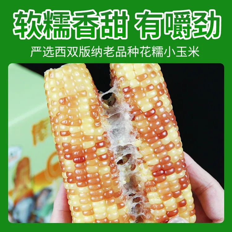 [香糯小玉米]云南西双版纳香糯玉米代餐早餐加热即食减脂人新鲜