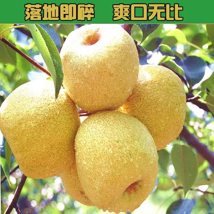 【正宗】砀山梨老树梨子整箱9斤新鲜现摘5斤梨子脆甜多汁包邮非青梨