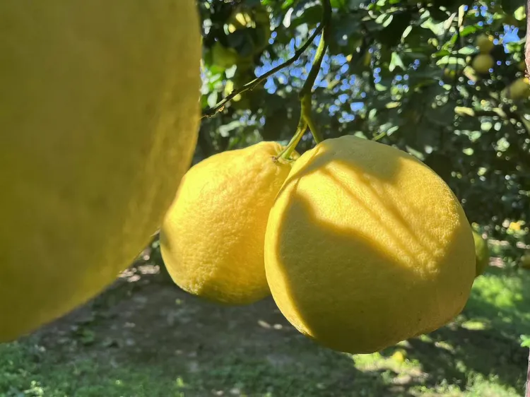 【湘村周周】湖南江永香柚沙田柚老树柚永州柚子纯甜无酸