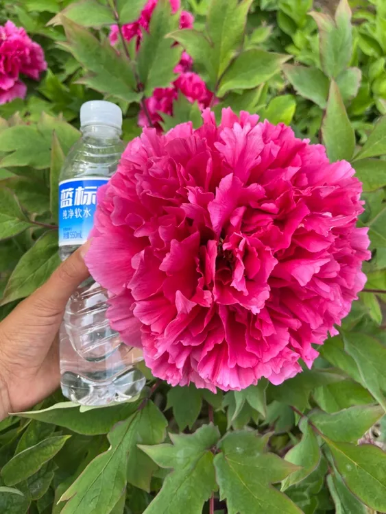 牡丹花苗直播间一物一拍重瓣观赏牡丹山东菏泽基地直发