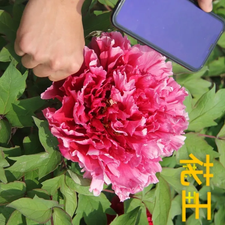 【花王】进口牡丹品种花苗观赏牡丹盆栽原盆原土菏泽基地直发