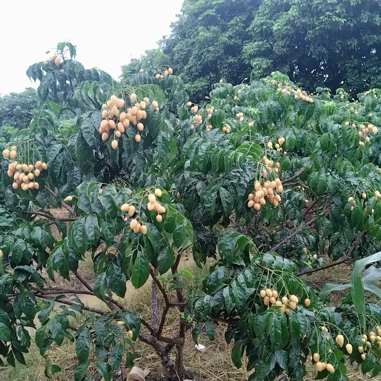 正宗从化农家黄皮果