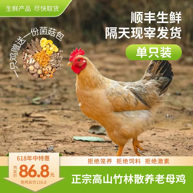 【618福利】高山竹林农场正宗生态散养新鲜优质鲜嫩整鸡品质养殖