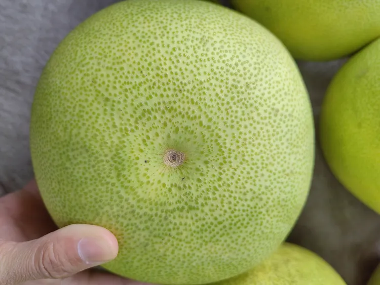 苍溪脆香甜新鲜上市  3个装  现摘现发