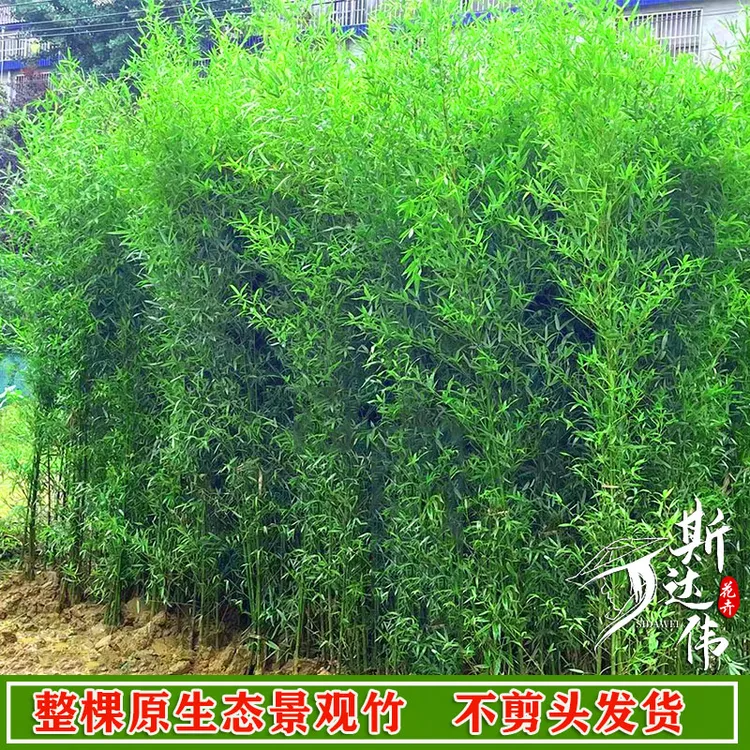 不剪头全冠带梢头景观竹罗汉竹金竹绿竹紫竹苗庭院竹子苗四季常青