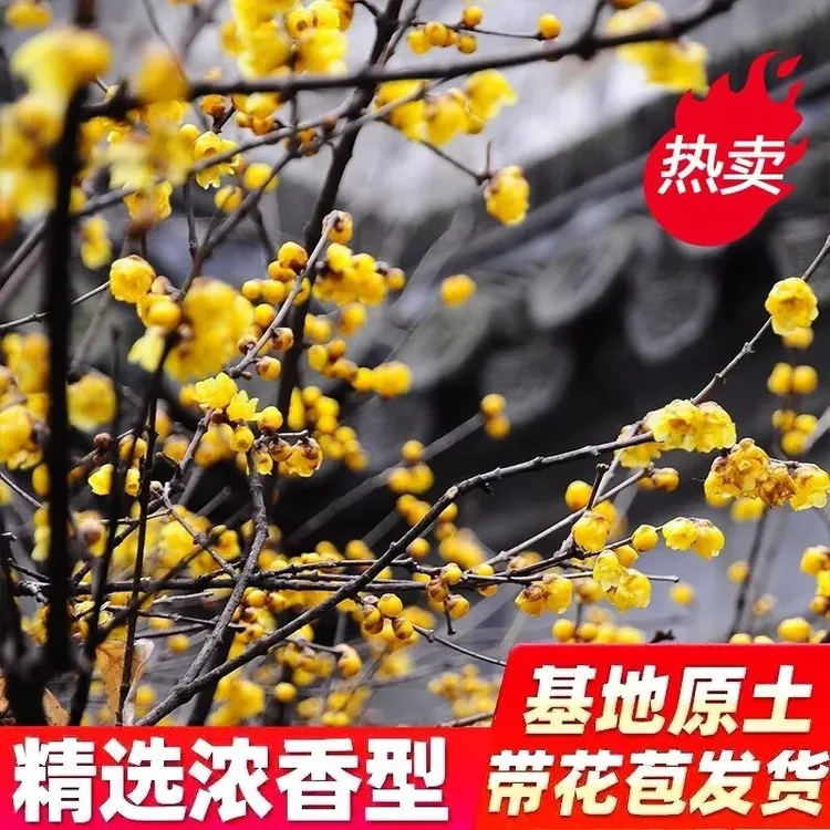 浓香腊梅花重瓣腊梅盆景老桩花卉耐寒耐旱植物好养活春节开花优选