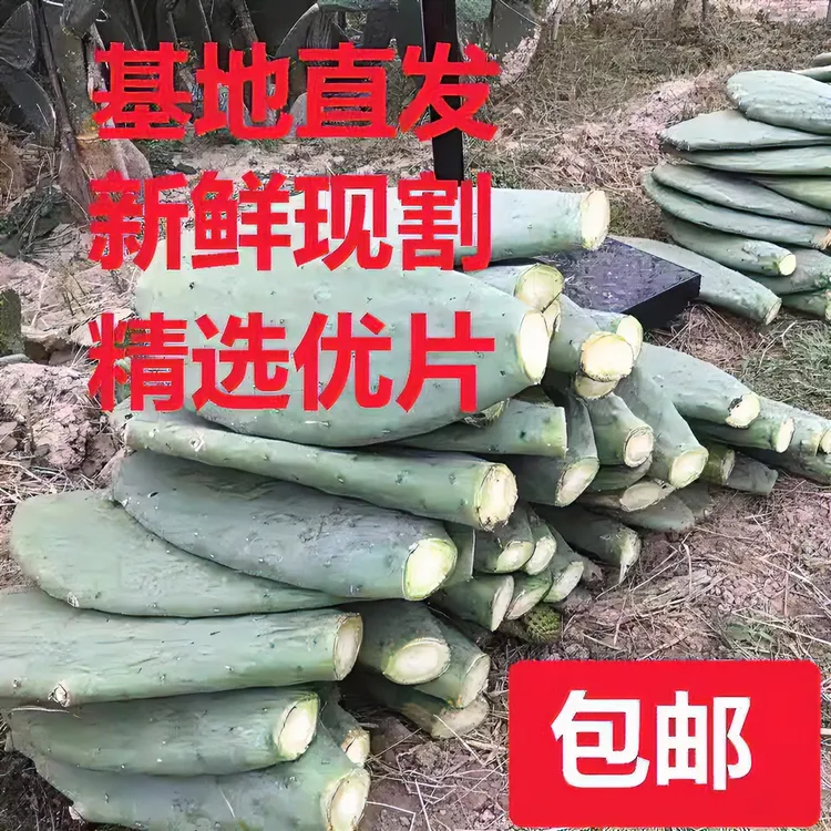 食用仙人掌米邦塔宝塔多肉植物室内美容外敷秋季仙人掌仙人掌盆栽