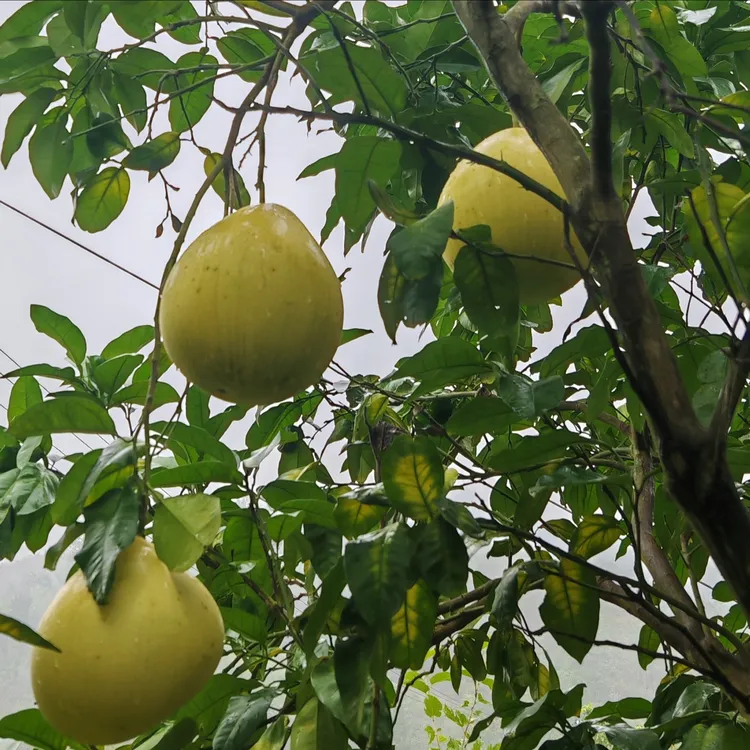 北碚石坝德圣村红心柚！