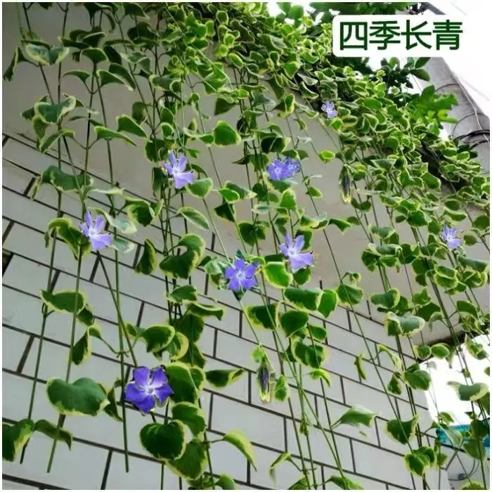 花叶蔓常春花叶常春藤垂吊悬挂观叶植物四季常青耐寒植物