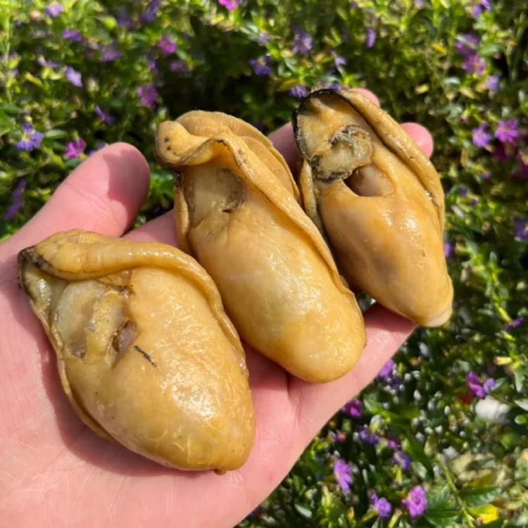 广东 台山金蚝肥厚饱满七成半干左右250克~500克 不抽蚝油金蚝干