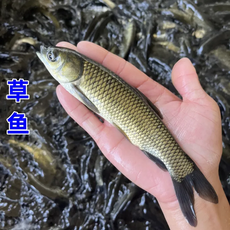 顺丰包邮草鱼鲩鱼淡水鱼宠物冷水族活体鱼草鱼观赏苗脆肉小鱼养殖