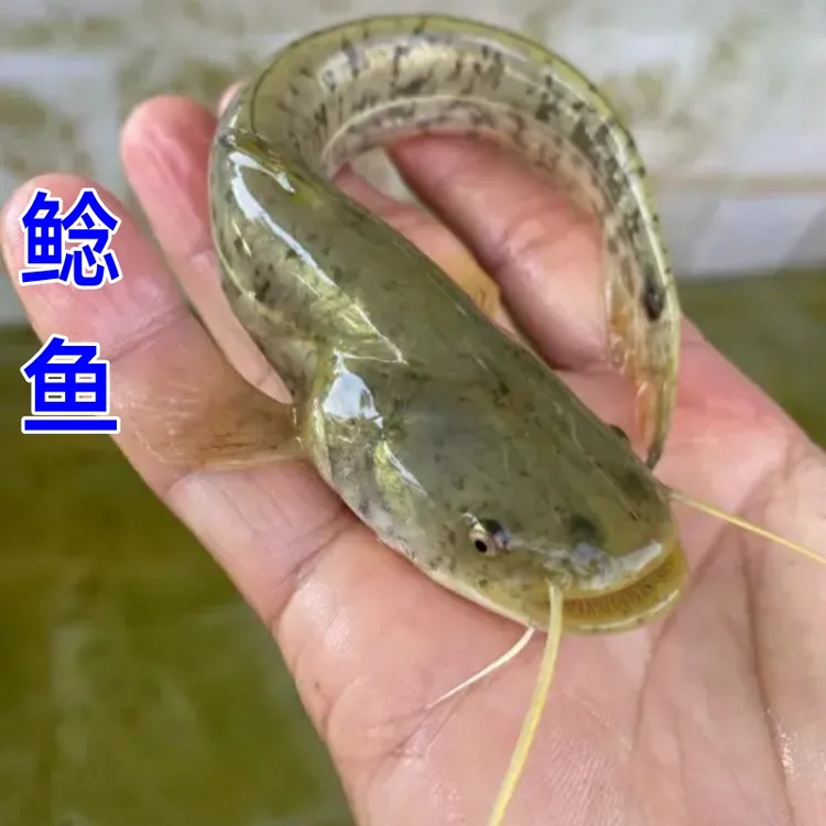 鲶鱼南方大口鲶 9至13cm淡水鱼宠物水族活体鱼缸鱼观赏鱼二胡子鲶