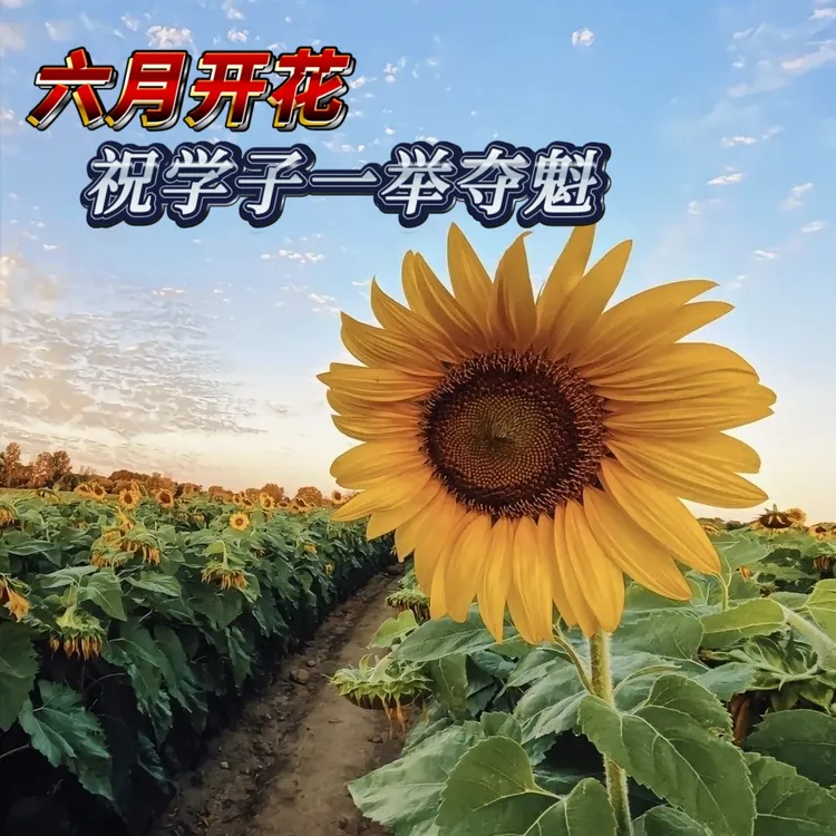 向日葵苗可食用可观赏阳台庭院培育发芽花卉绿植四季开花好养易活