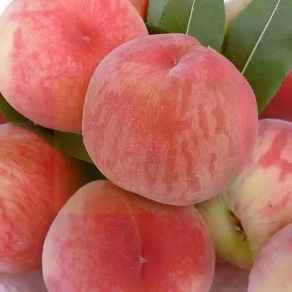 [现摘脆桃]脆蜜桃新鲜脆甜现摘桃子当季水果