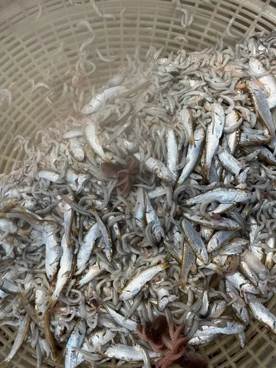 渤海湾烟台养马岛野生批发近海鱼干海鱼小鱼干海鲜干货烟台特产