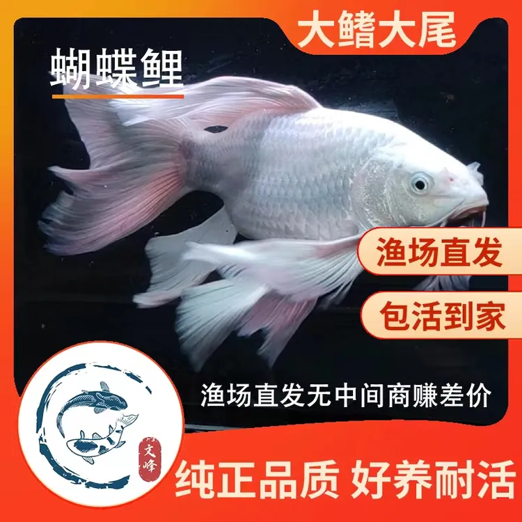 蝴蝶鲤观赏鱼 超萌好物冷水鱼活体耐养好饲养